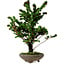 Chamaecyparis obtusa Sekka Hinoki, 30 cm, ± 20 años
