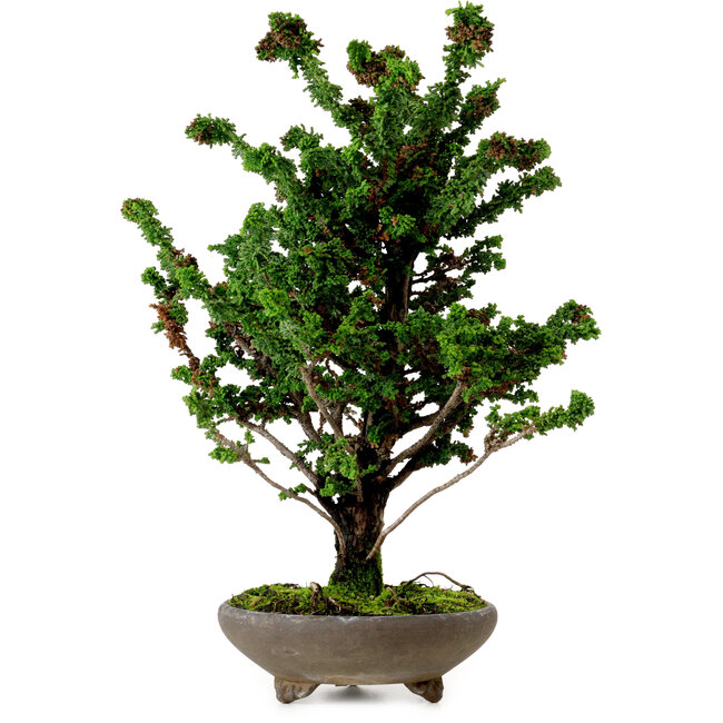 Chamaecyparis obtusa Sekka Hinoki, 30 cm, ± 20 años