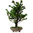 Chamaecyparis obtusa Sekka Hinoki, 30 cm, ± 20 años