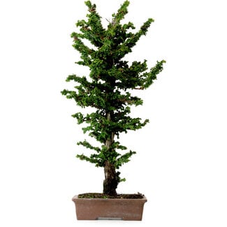 Chamaecyparis obtusa Sekka Hinoki, 56 cm, ± 20 años