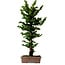 Chamaecyparis obtusa Sekka Hinoki, 56 cm, ± 20 años