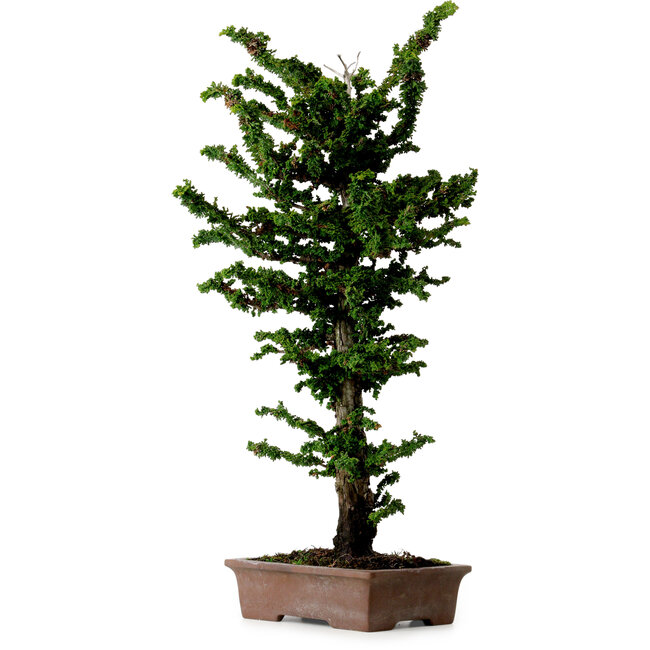 Chamaecyparis obtusa Sekka Hinoki, 56 cm, ± 20 años
