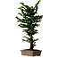 Chamaecyparis obtusa Sekka Hinoki, 56 cm, ± 20 años