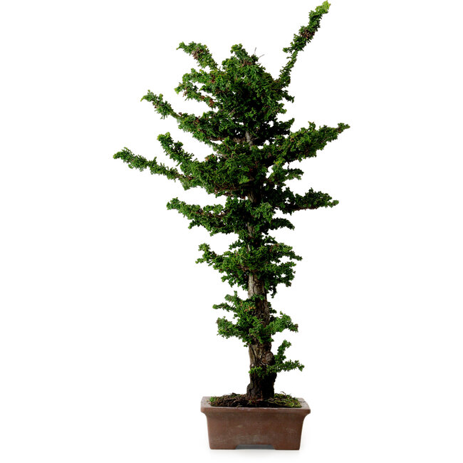 Chamaecyparis obtusa Sekka Hinoki, 56 cm, ± 20 años
