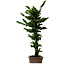 Chamaecyparis obtusa Sekka Hinoki, 56 cm, ± 20 años