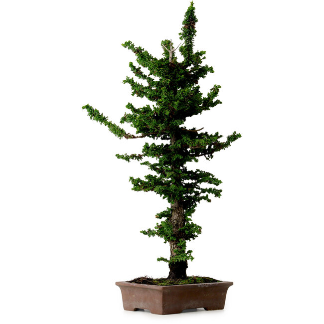 Chamaecyparis obtusa Sekka Hinoki, 56 cm, ± 20 años