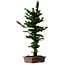 Chamaecyparis obtusa Sekka Hinoki, 56 cm, ± 20 años