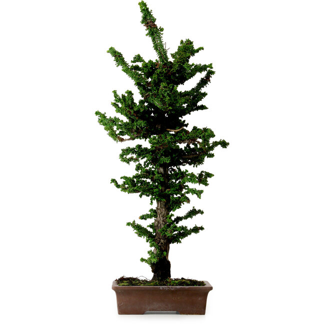 Chamaecyparis obtusa Sekka Hinoki, 56 cm, ± 20 años