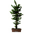 Chamaecyparis obtusa Sekka Hinoki, 56 cm, ± 20 años
