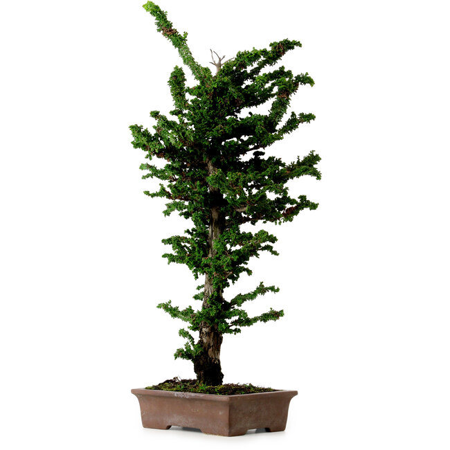Chamaecyparis obtusa Sekka Hinoki, 56 cm, ± 20 años