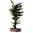 Chamaecyparis obtusa Sekka Hinoki, 56 cm, ± 20 años