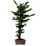Chamaecyparis obtusa Sekka Hinoki, 56 cm, ± 20 años