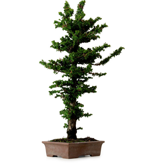 Chamaecyparis obtusa Sekka Hinoki, 56 cm, ± 20 años