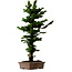 Chamaecyparis obtusa Sekka Hinoki, 56 cm, ± 20 años