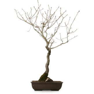 Quercus suber, 70 cm, ± 15 años de edad
