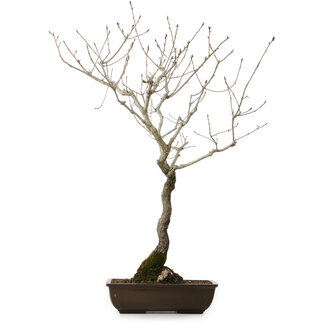 Quercus suber, 70 cm, ± 15 ans