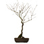 Quercus suber, 70 cm, ± 15 anni, con nebari di 14 cm