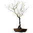 Quercus suber, 70 cm, ± 15 jaar oud, met een nebari van 14 cm