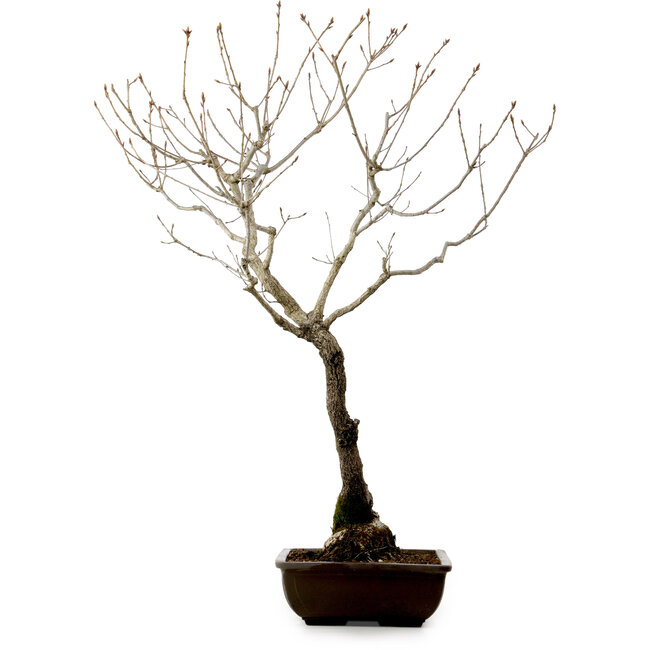 Quercus suber, 70 cm, ± 15 años de edad, con un nebari de 14 cm