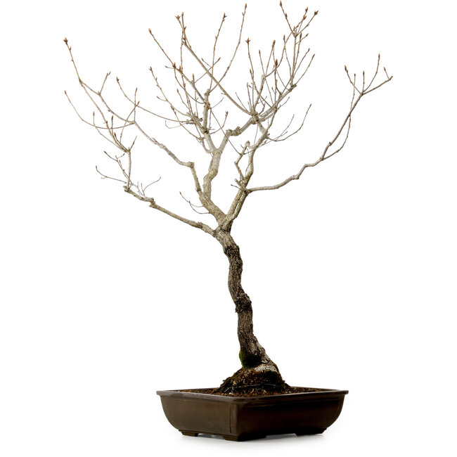 Quercus suber, 70 cm, ± 15 años de edad, con un nebari de 14 cm