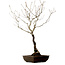 Quercus suber, 70 cm, ± 15 years old, with a nebari of 14 cm