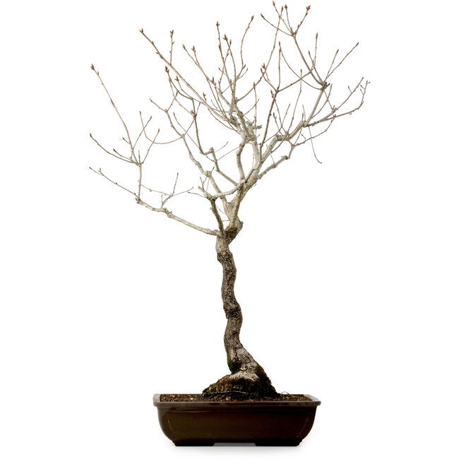 Quercus suber, 70 cm, ± 15 años de edad, con un nebari de 14 cm