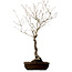 Quercus suber, 70 cm, ca. 15 Jahre alt, mit einem Wurzelhals von 14 cm