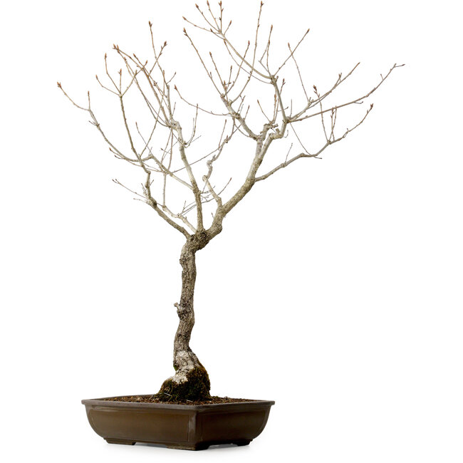 Quercus suber, 70 cm, ± 15 años de edad, con un nebari de 14 cm