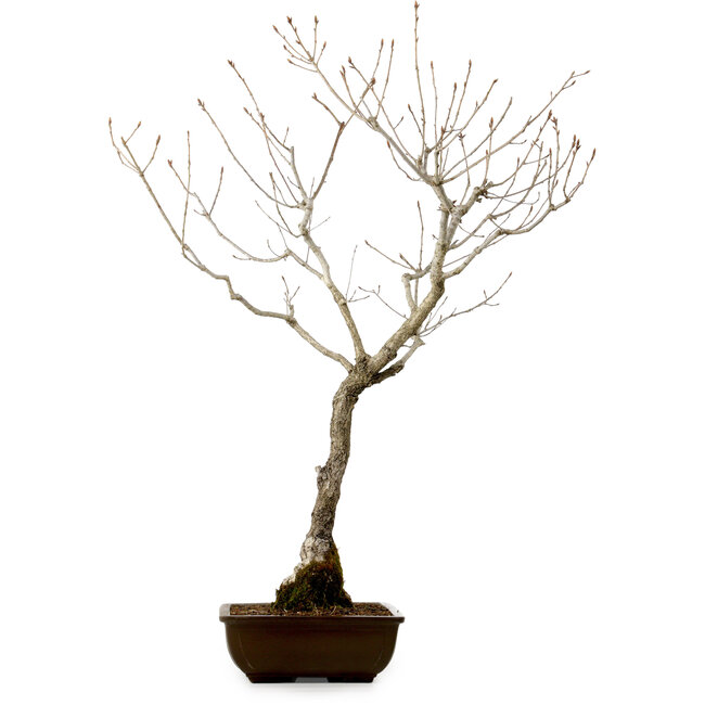 Quercus suber, 70 cm, ± 15 years old, with a nebari of 14 cm