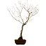 Quercus suber, 70 cm, ± 15 jaar oud, met een nebari van 14 cm