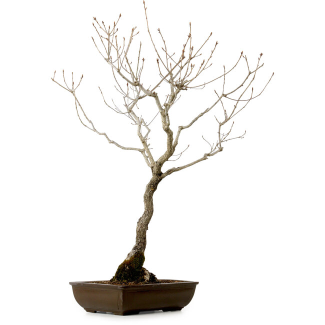 Quercus suber, 70 cm, ± 15 years old, with a nebari of 14 cm