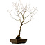 Quercus suber, 70 cm, ± 15 ans, avec un nebari de 14 cm