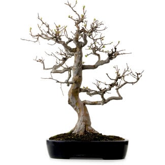 Pseudocydonia sinensis, 76 cm, ± 25 años de edad