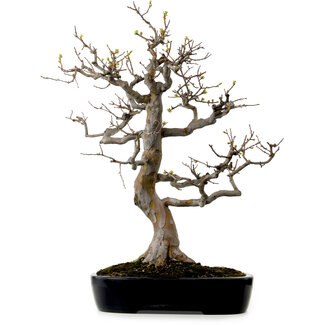 Pseudocydonia sinensis, 76 cm, ± 25 ans