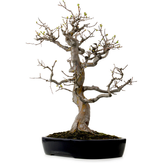 Pseudocydonia sinensis, 76 cm, ± 25 años de edad, con un nebari de 23 cm