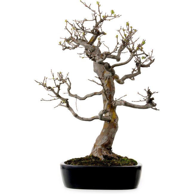 Pseudocydonia sinensis, 76 cm, ± 25 Jahre alt, mit einem Nebari von 23 cm