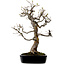 Pseudocydonia sinensis, 76 cm, ± 25 jaar oud, met een nebari van 23 cm