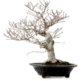 Fagus crenata, 44 cm, ± 25 años