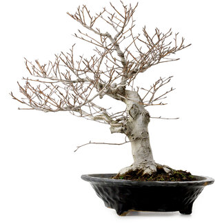 Fagus crenata, 44 cm, ± 25 Jahre alt