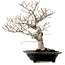 Fagus crenata, 44 cm, ± 25 jaar oud, met een nebari van 16 cm