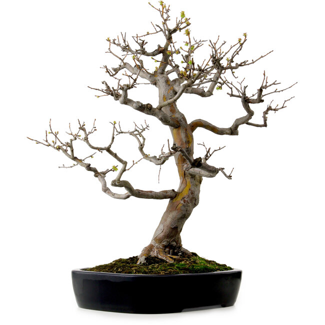 Pseudocydonia sinensis, 76 cm, ± 25 Jahre alt, mit einem Nebari von 23 cm