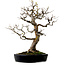 Pseudocydonia sinensis, 76 cm, ± 25 jaar oud, met een nebari van 23 cm