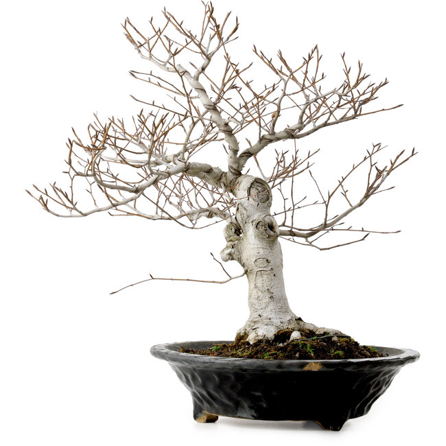 Fagus crenata, 44 cm, ± 25 jaar oud, met een nebari van 16 cm