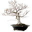 Fagus crenata, 44 cm, ± 25 years old, with a nebari of 16 cm