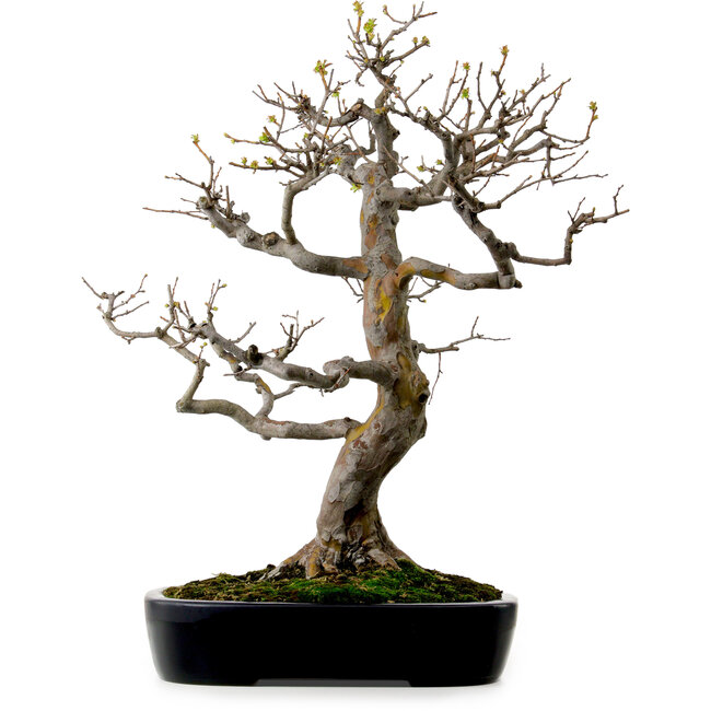 Pseudocydonia sinensis, 76 cm, ± 25 Jahre alt, mit einem Nebari von 23 cm