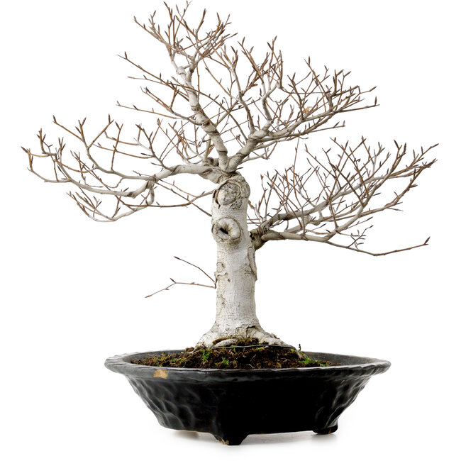 Fagus crenata, 44 cm, ± 25 años, con un nebari de 16 cm
