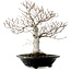 Fagus crenata, 44 cm, ± 25 Jahre alt, mit einem Wurzelhals von 16 cm