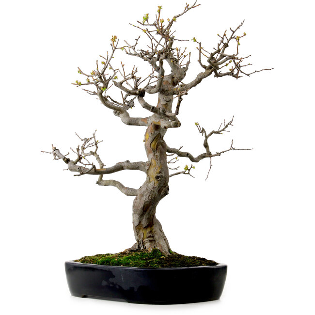 Pseudocydonia sinensis, 76 cm, ± 25 Jahre alt, mit einem Nebari von 23 cm