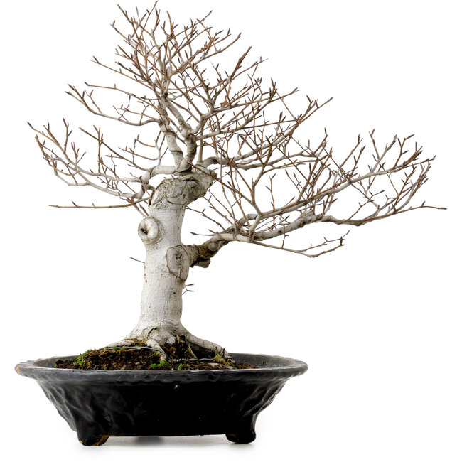 Fagus crenata, 44 cm, ± 25 anni, con nebari di 16 cm