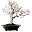 Fagus crenata, 44 cm, ± 25 Jahre alt, mit einem Wurzelhals von 16 cm